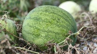 热门大瓜子 吃瓜网官网免费观看,吃瓜网官网免费畅享精彩瞬间